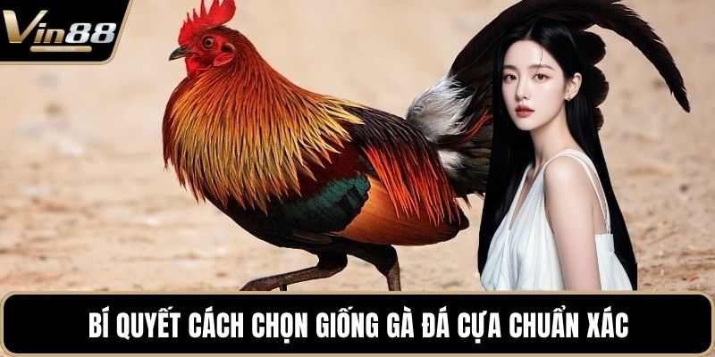 Cách Chọn Giống Gà Đá Cựa Sắt Hiệu Quả Nhất Hiện Nay - CAXON.TOP
