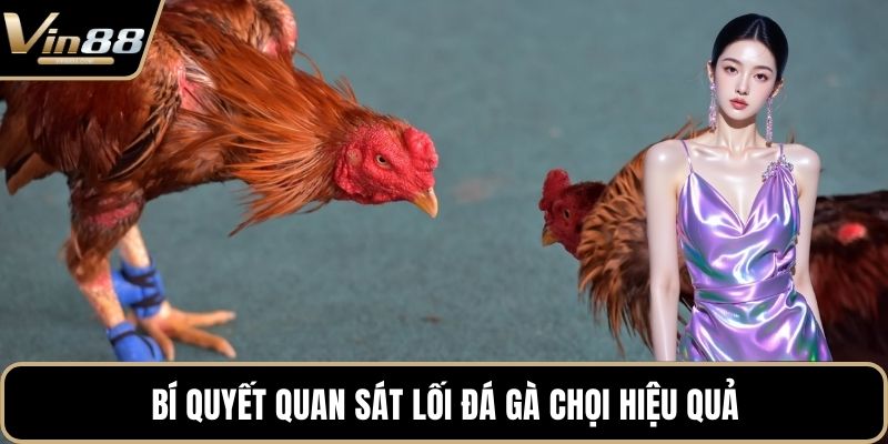 Cách Chọn Giống Gà Đá Cựa Sắt Hiệu Quả Nhất Hiện Nay - CAXON.TOP