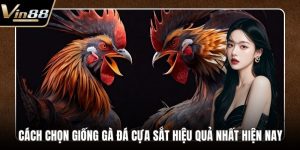 Đá Gà VIN88 - Thiên Đường Chọi Gà Thưởng Cực Khủng - CAXON.TOP