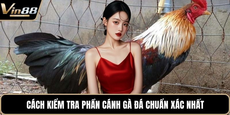 Cách Chọn Giống Gà Đá Cựa Sắt Hiệu Quả Nhất Hiện Nay - CAXON.TOP