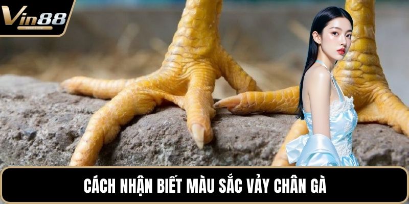 Vảy Huyền Trâm Với Những Bí Mật Chưa Từng Được Tiết Lộ - CAXON.TOP