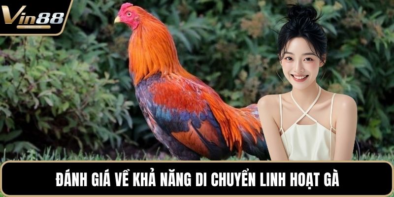 Mẹo Chơi Đá Gà Chiến Thuật Hay Mang Lại Tiền Thưởng - CAXON.TOP
