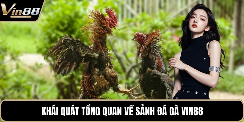 Đá Gà VIN88 - Thiên Đường Chọi Gà Thưởng Cực Khủng - CAXON.TOP