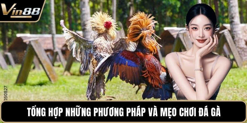 Mẹo Chơi Đá Gà Chiến Thuật Hay Mang Lại Tiền Thưởng - CAXON.TOP