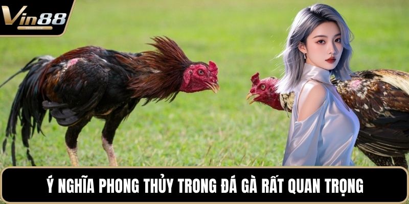 Phong Thủy Trong Đá Gà Mang Đến Cơ Hội Chiến Thắng - CAXON.TOP